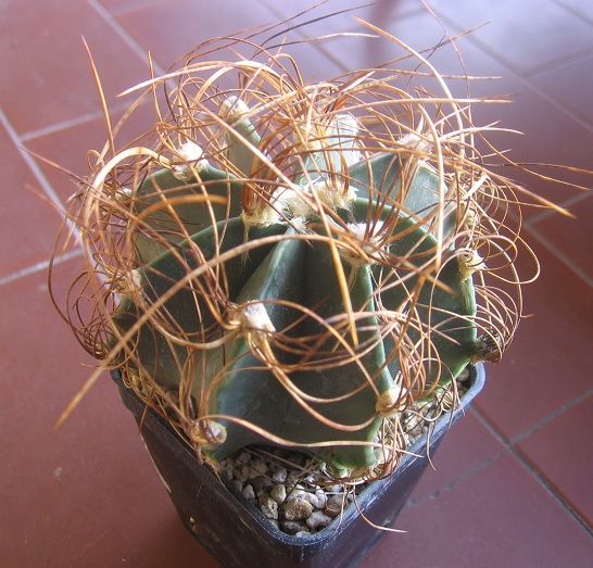 Astrophytum capricorne v. aureum 