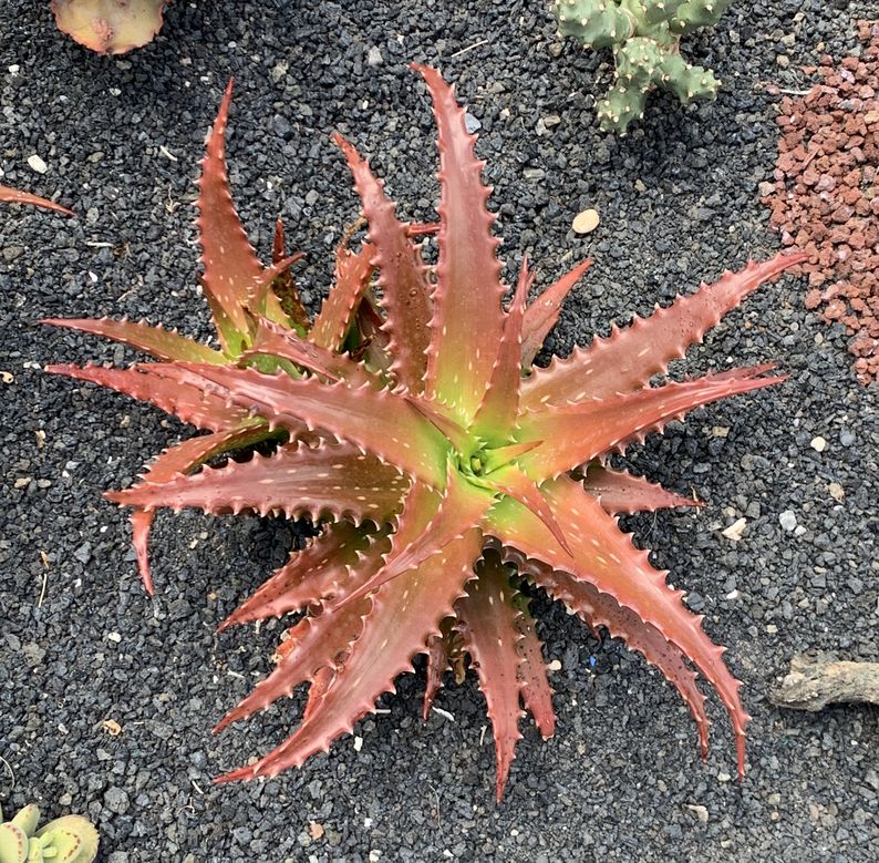 aloe dorotheae