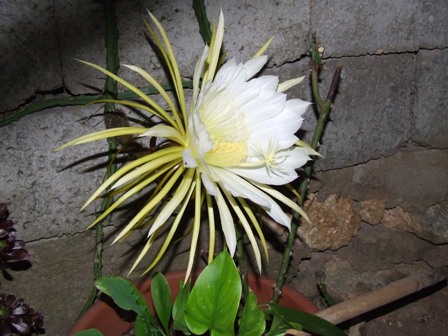 Selenicereus grandiflorus 369-07