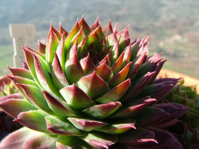 Sempervivum cv. 'Bronco' 