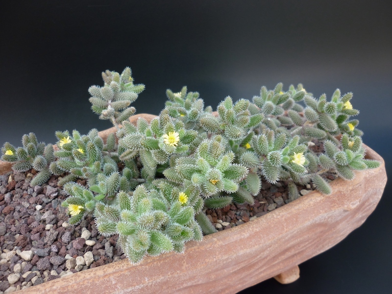 Delosperma echinatum 