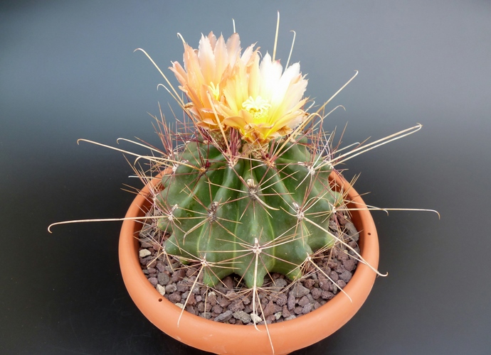 Ferocactus hamatacanthus 