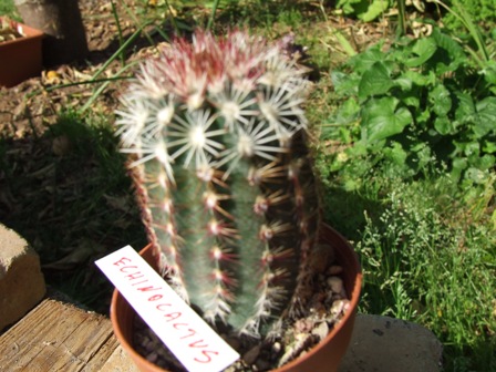 Echinocereus viridiflorum 