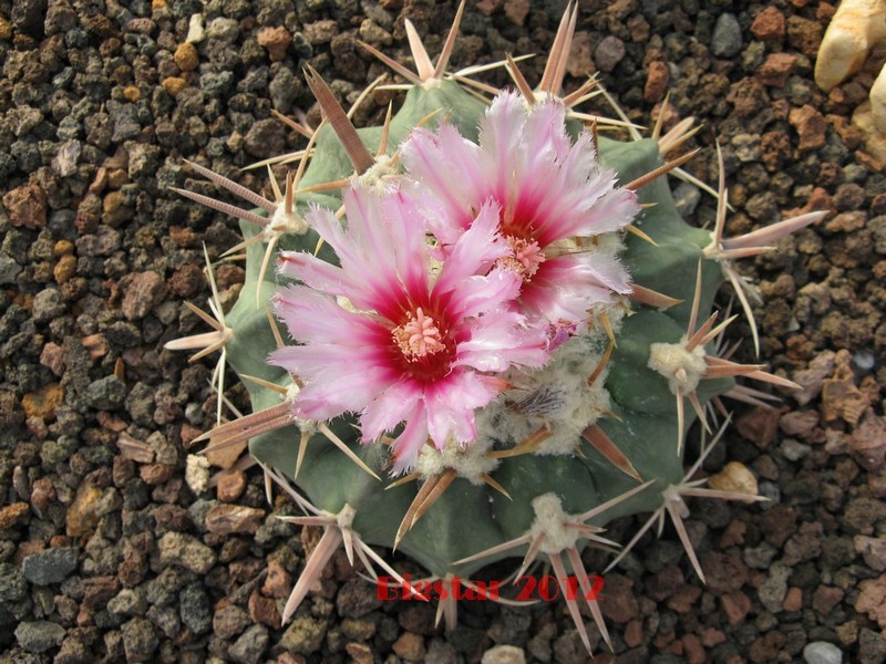 Echinocactus texensis 