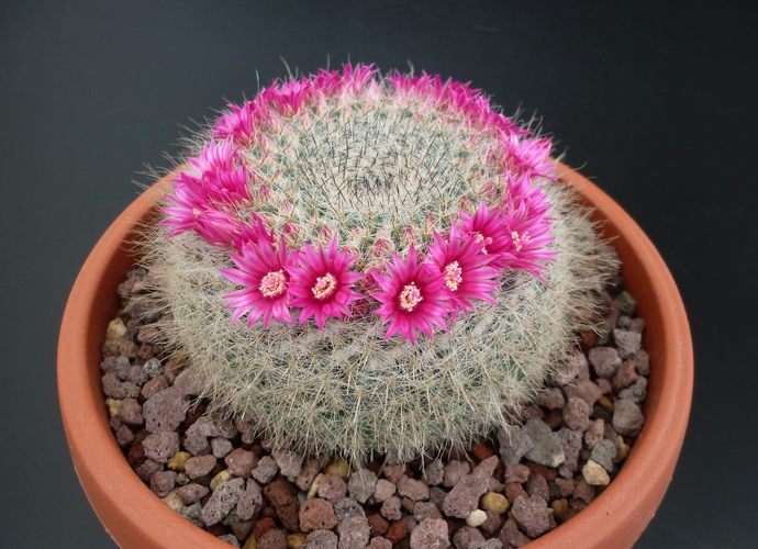 Mammillaria hahniana 