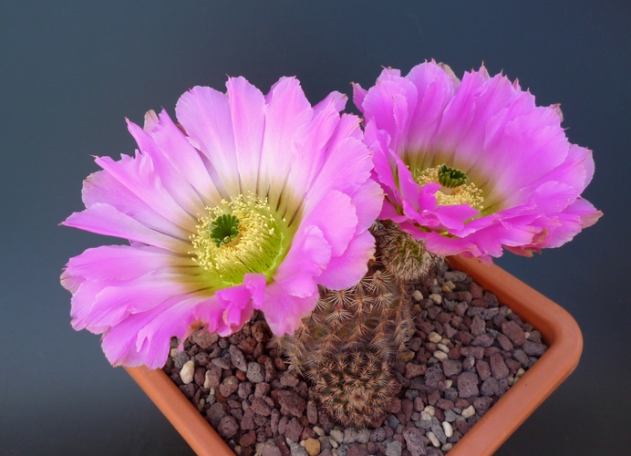 Echinocereus  reichenbachii v. albertii 