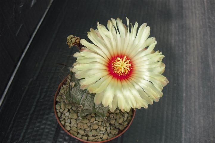 Astrophytum capricorne 