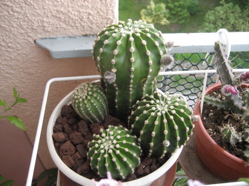 Echinopsis multiplex 