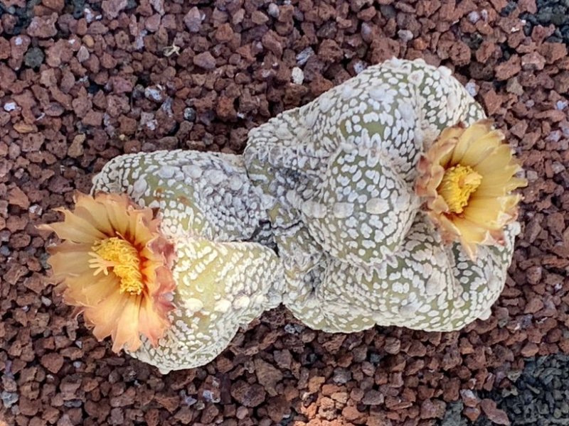 Astrophytum asterias cv. super kabuto 