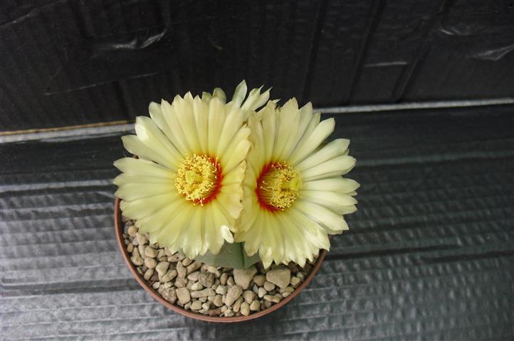 Astrophytum asterias v. nudum 