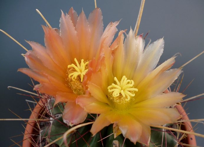 Ferocactus hamatacanthus 