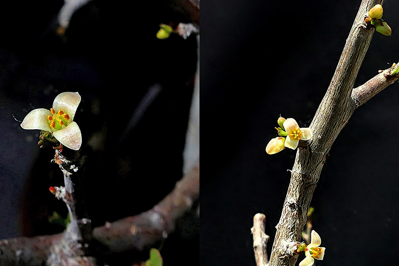 Bursera fagaroides v. elongata 