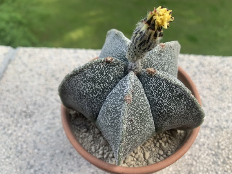 Astrophytum myriostigma 