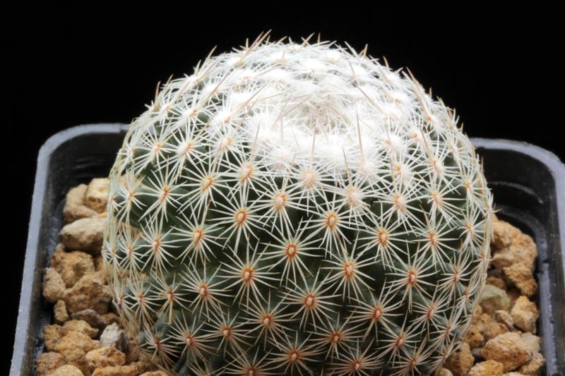 Coryphantha werdermannii 