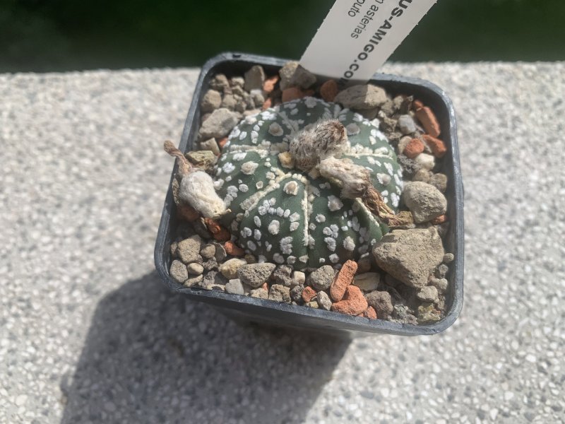 Astrophytum asterias cv. super kabuto 