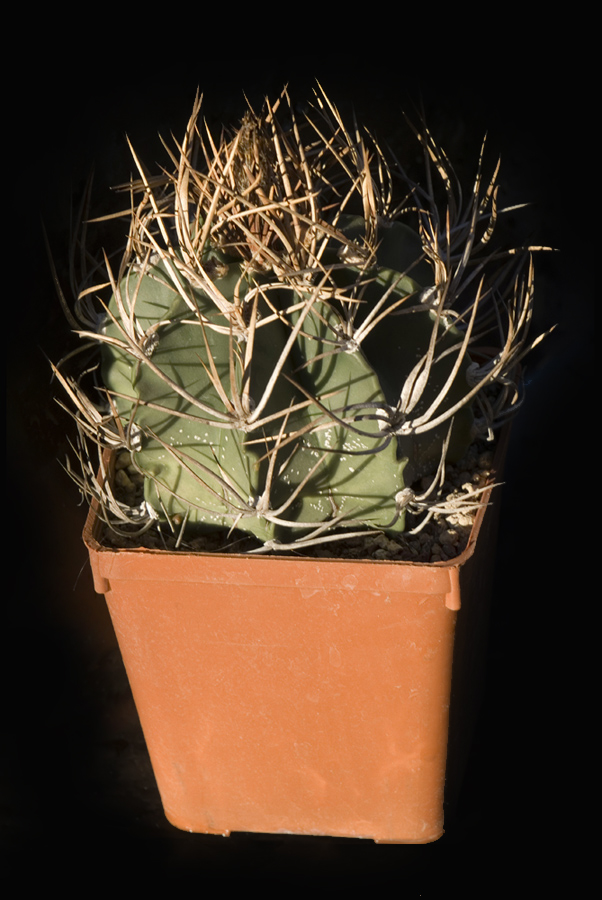 Astrophytum capricorne v. senile 