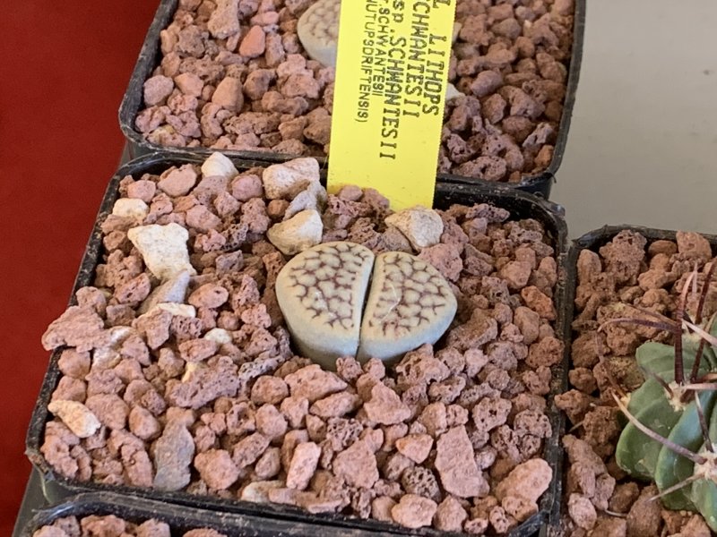 Lithops schwantesii v. urikosensis C75