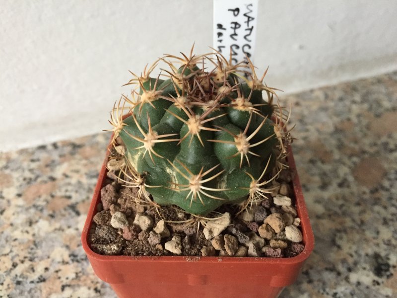 Matucana paucicostata 