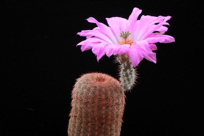 Echinocereus  rigidissimus 