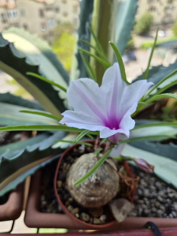 Ipomoea welwitschii 