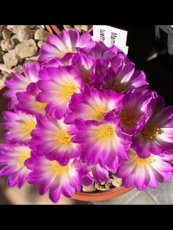 Mammillaria luethyi 