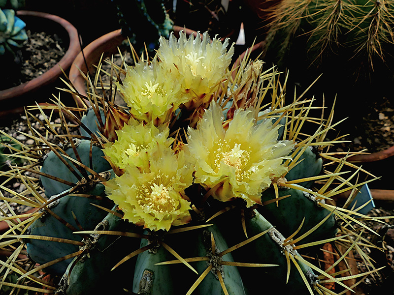 Ferocactus glaucescens 