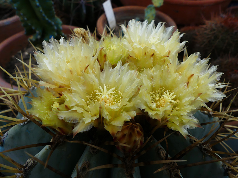 Ferocactus glaucescens 