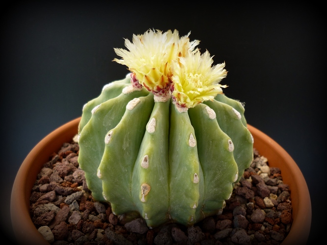 Ferocactus glaucescens v. inermis 