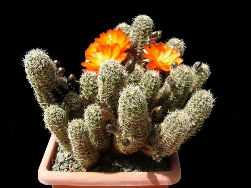 rebutia pygmaea v. friedrichiana