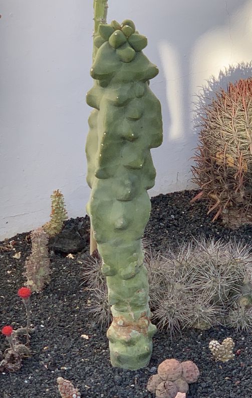 Lophocereus schottii f. monstruosus 