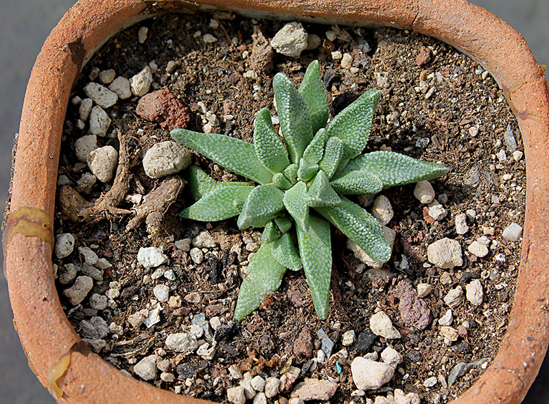 Nananthus aff. vittatus 