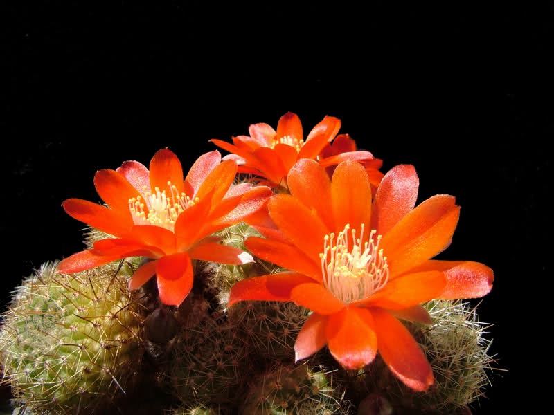 Rebutia poecilantha MG 1205.1