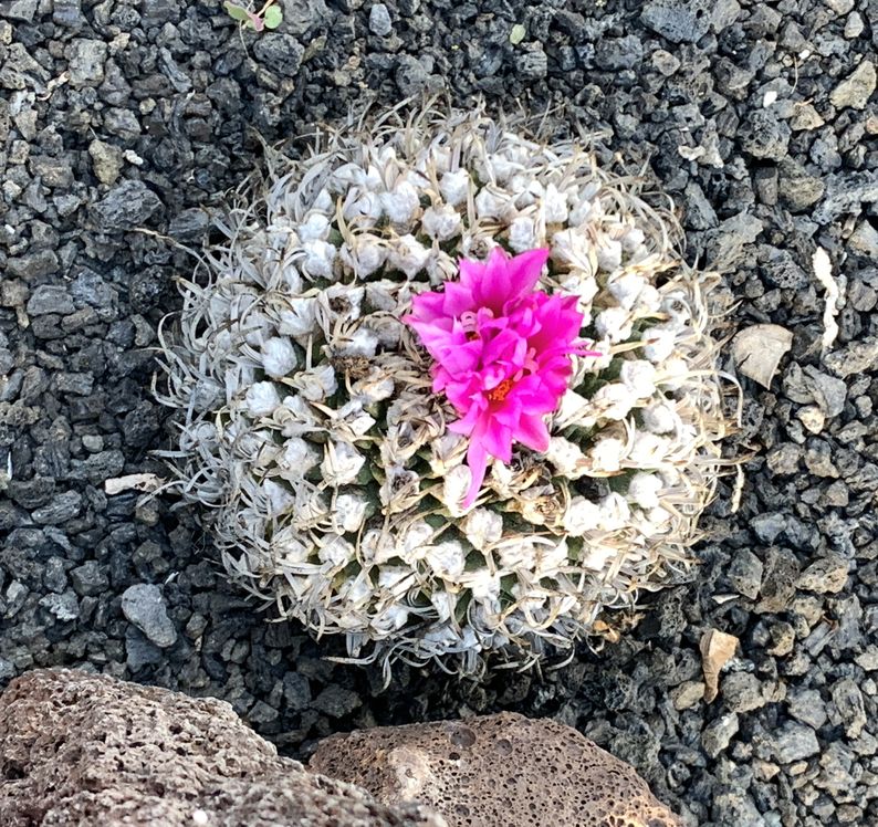 Turbinicarpus alonsoi 