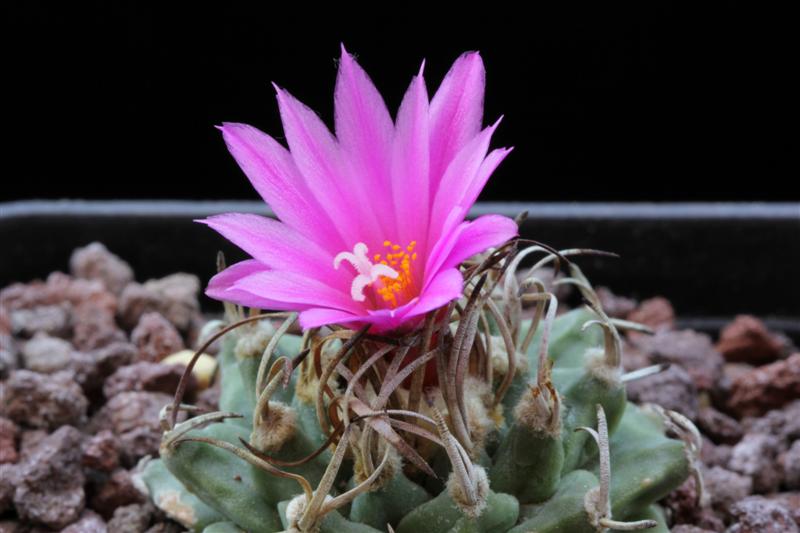 Turbinicarpus alonsoi 