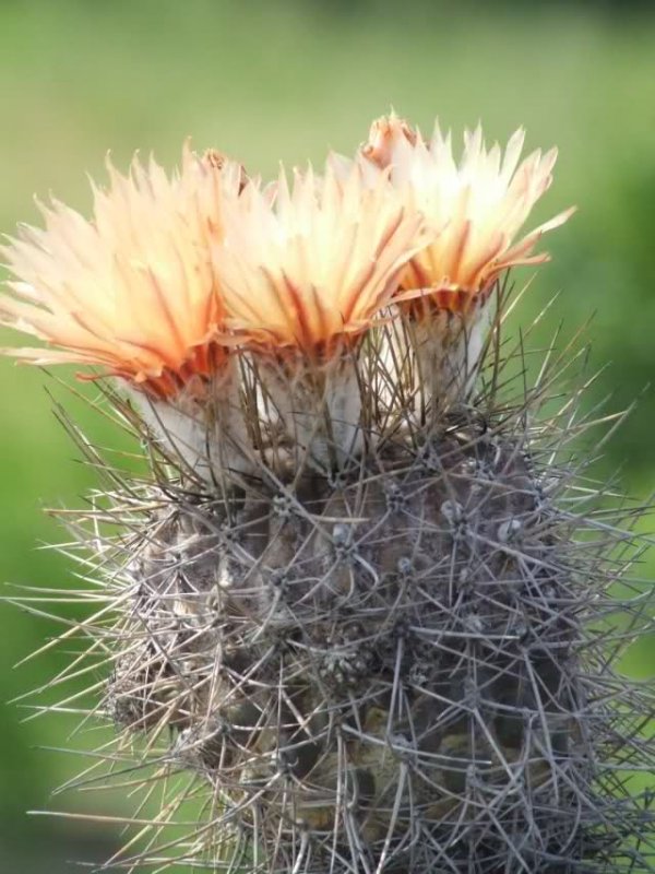 Neochilenia setosiflora 