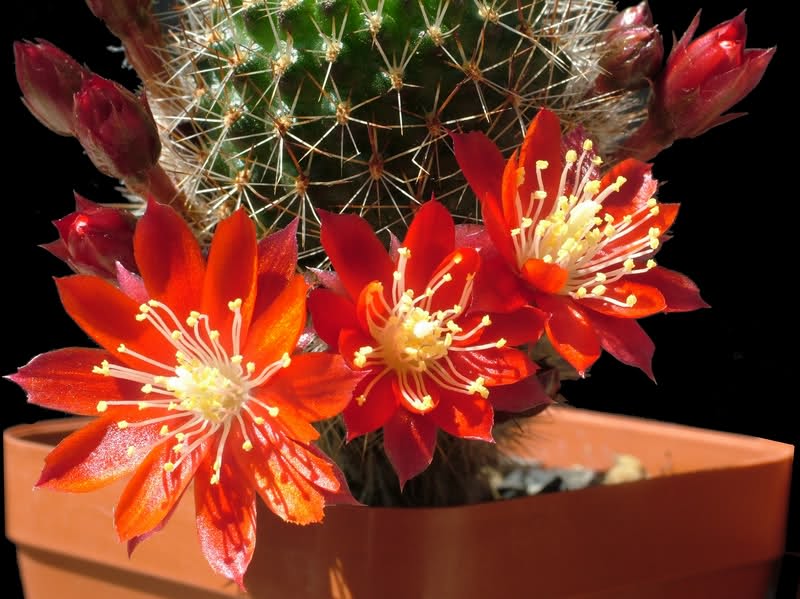 Rebutia pseudominuscula R11