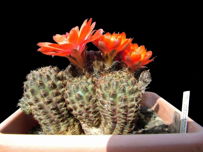 Rebutia pygmaea v. iscayachensis 