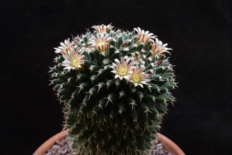 Mammillaria karwinskiana ssp. nejapensis 