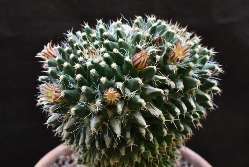 Mammillaria karwinskiana ssp. nejapensis 