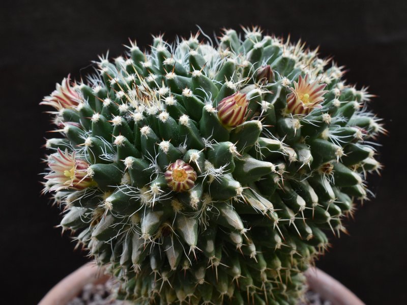 Mammillaria karwinskiana ssp. nejapensis 