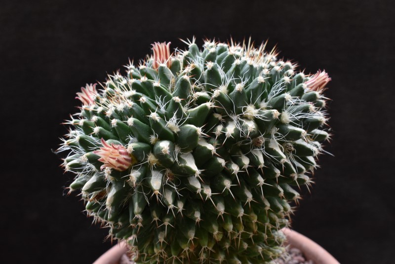 Mammillaria karwinskiana ssp. nejapensis 