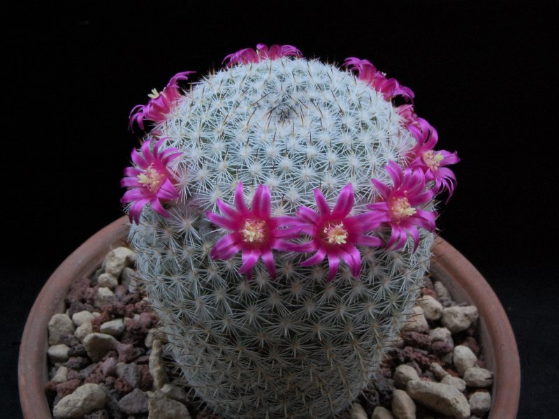 Mammillaria monticola REP 783