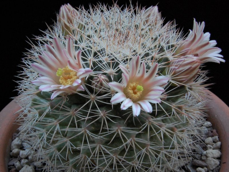 Mammillaria grusonii SB 38