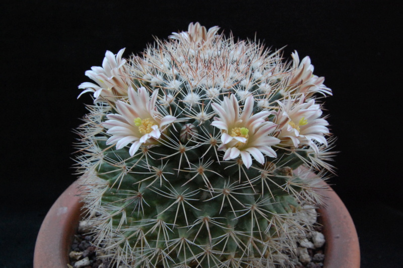 Mammillaria grusonii SB 38