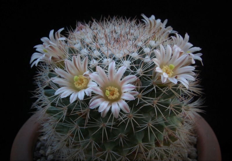 Mammillaria grusonii SB 38