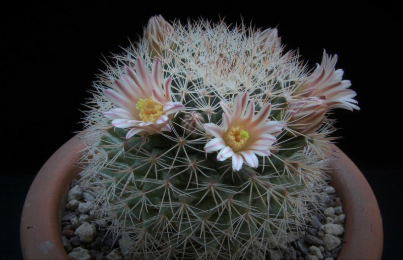 Mammillaria grusonii SB 38