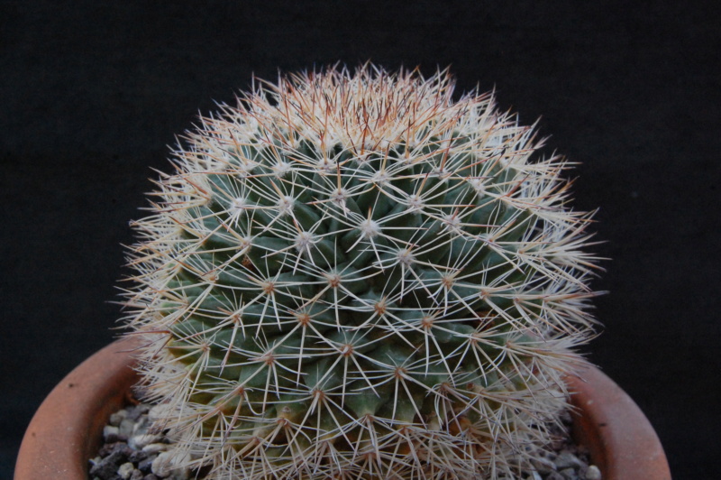 Mammillaria grusonii SB 38