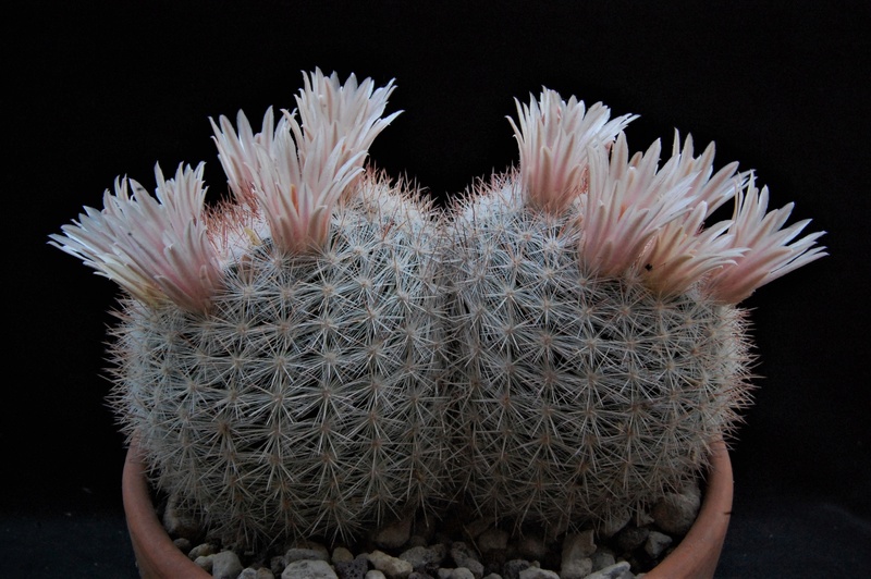 Mammillaria candida SB 109