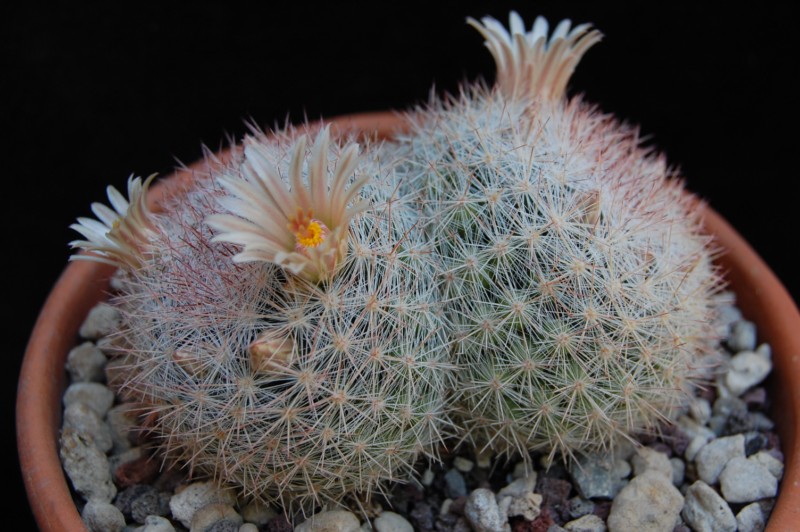 Mammillaria candida SB 109