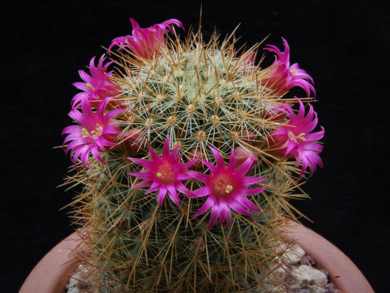 Mammillaria aureispina LAU 1055